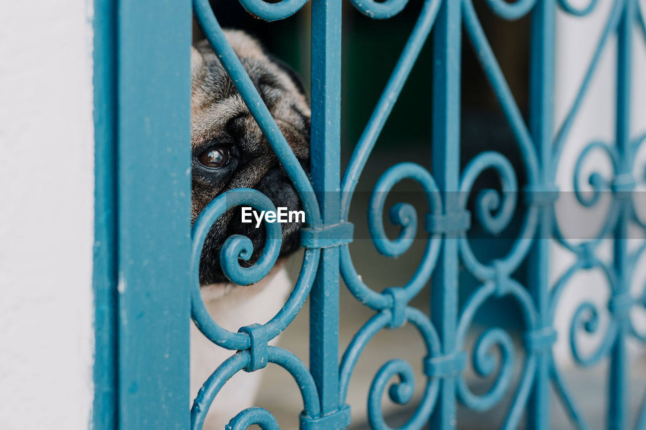 Close-up of dog looking through metallic window