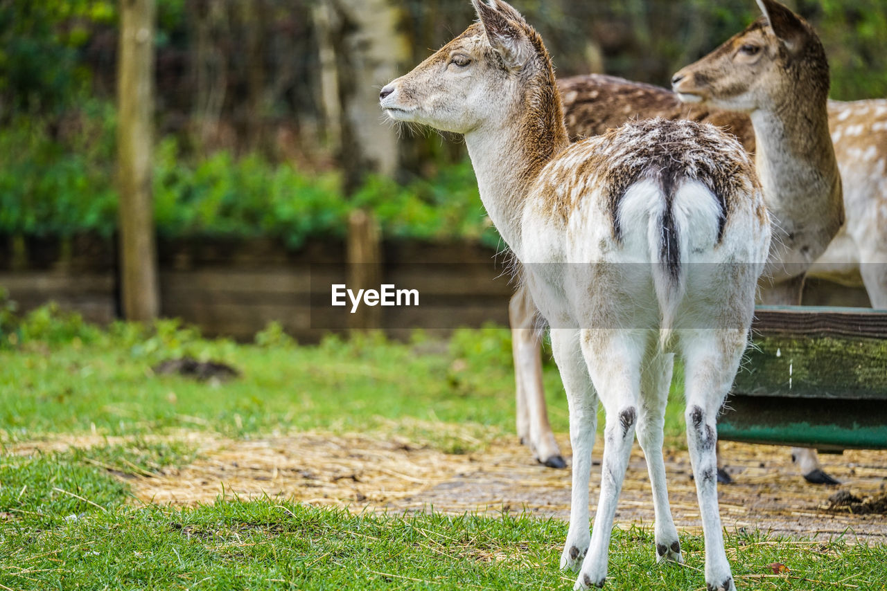 Deers standing in a field