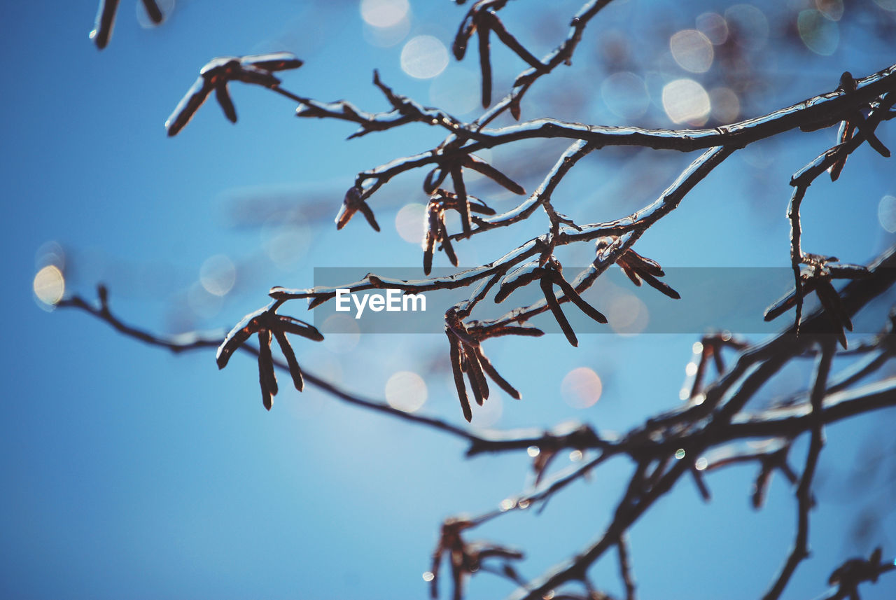 LOW ANGLE VIEW OF TREE AGAINST CLEAR SKY