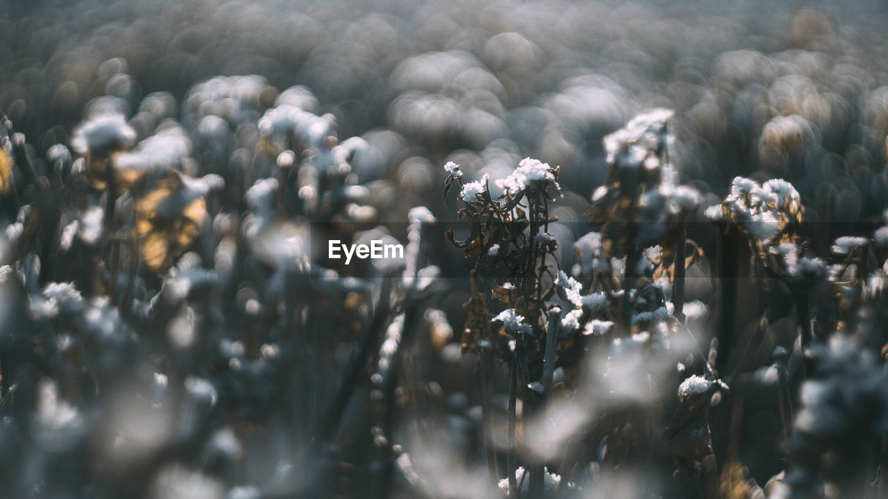 Close-up of frozen water