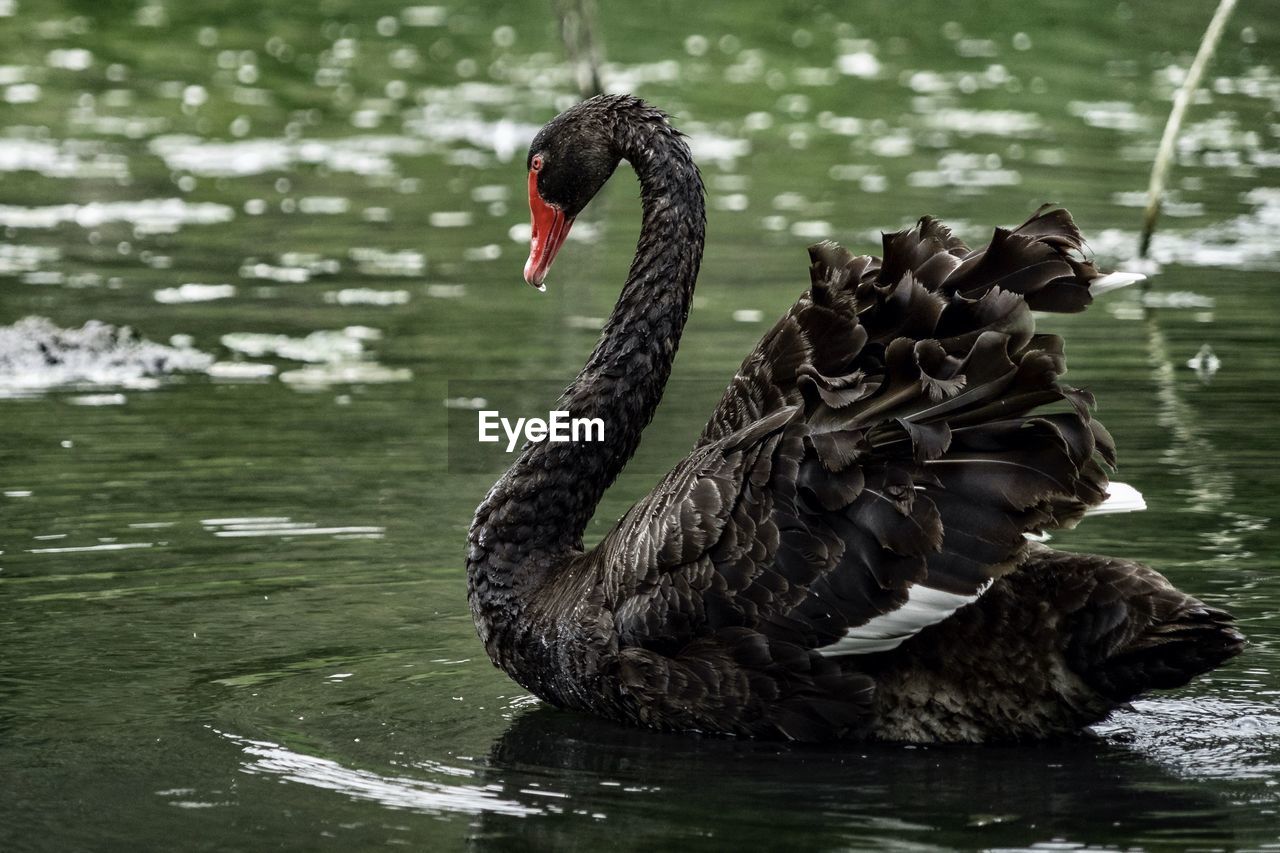 Swan swimming in lake