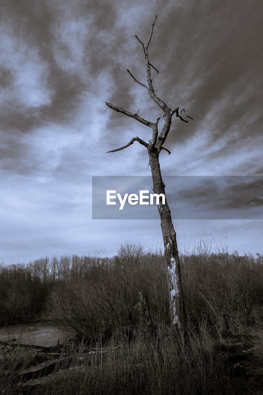 VIEW OF BARE TREE ON LANDSCAPE AGAINST SKY