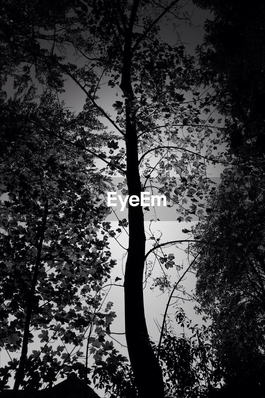 Silhouette of tree