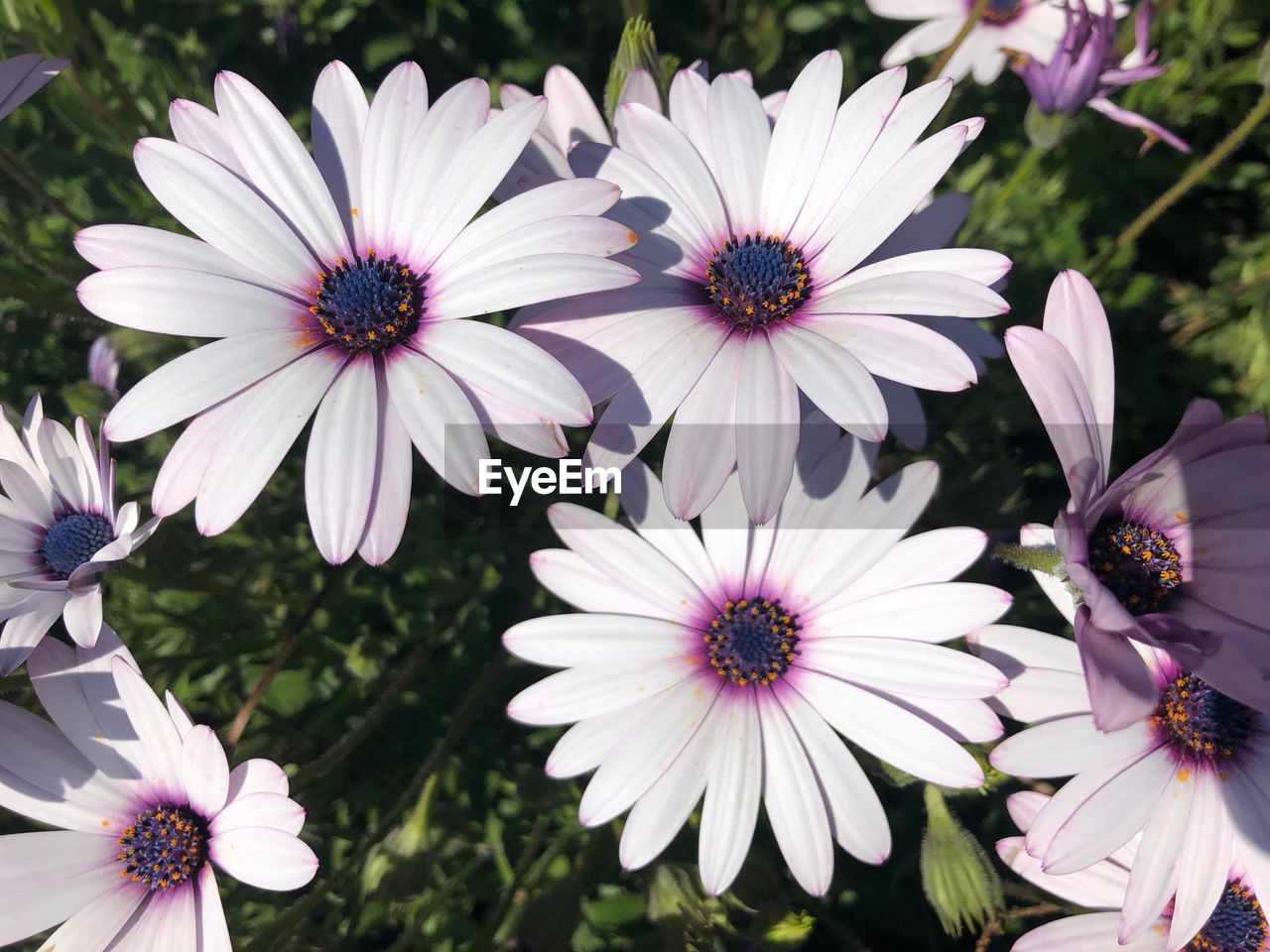 Close-up of white flowers