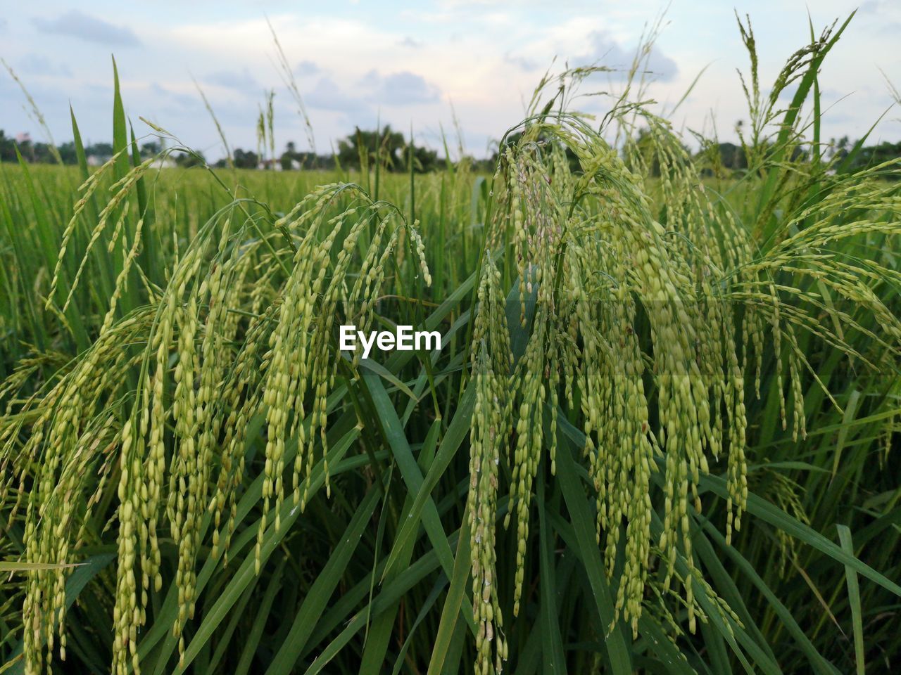 Close-up of crops growing on field against sky