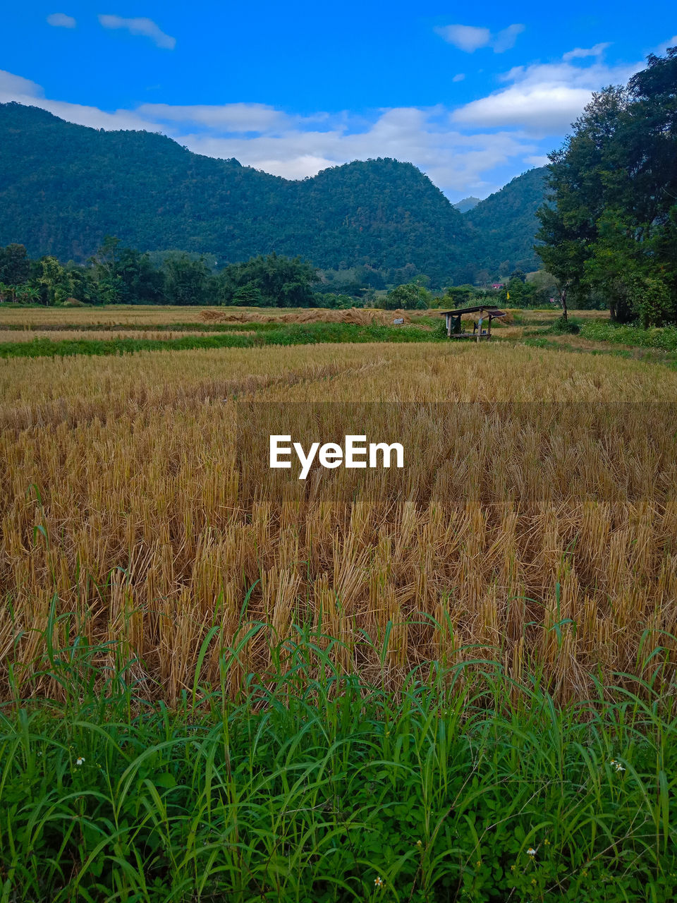 SCENIC VIEW OF FIELD