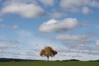 sky, plant, horizon, landscape, cloud, environment, field, grass, prairie, plain, tree, land, nature, grassland, beauty in nature, scenics - nature, rural scene, agriculture, tranquility, no people, hill, meadow, rural area, tranquil scene, horizon over land, outdoors, day, non-urban scene, growth, blue, green, crop, idyllic, morning, savanna, flower, copy space
