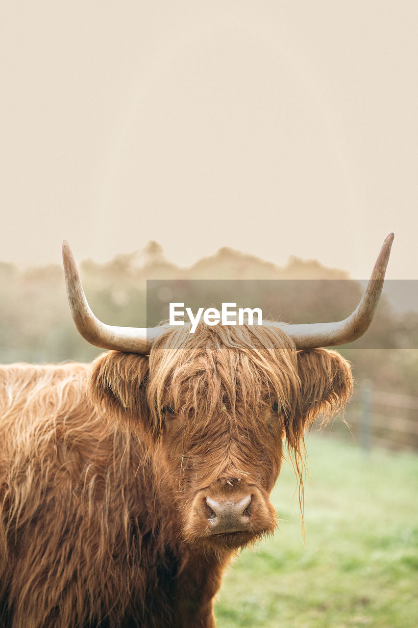 Highland cattles at sunrise in upper bavaria