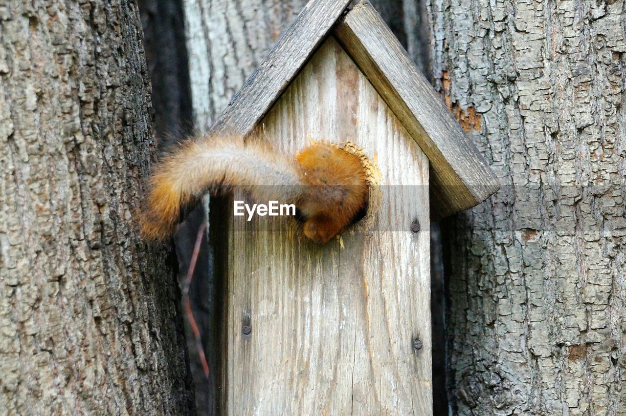 Squirrel entering birdhouse amidst trees