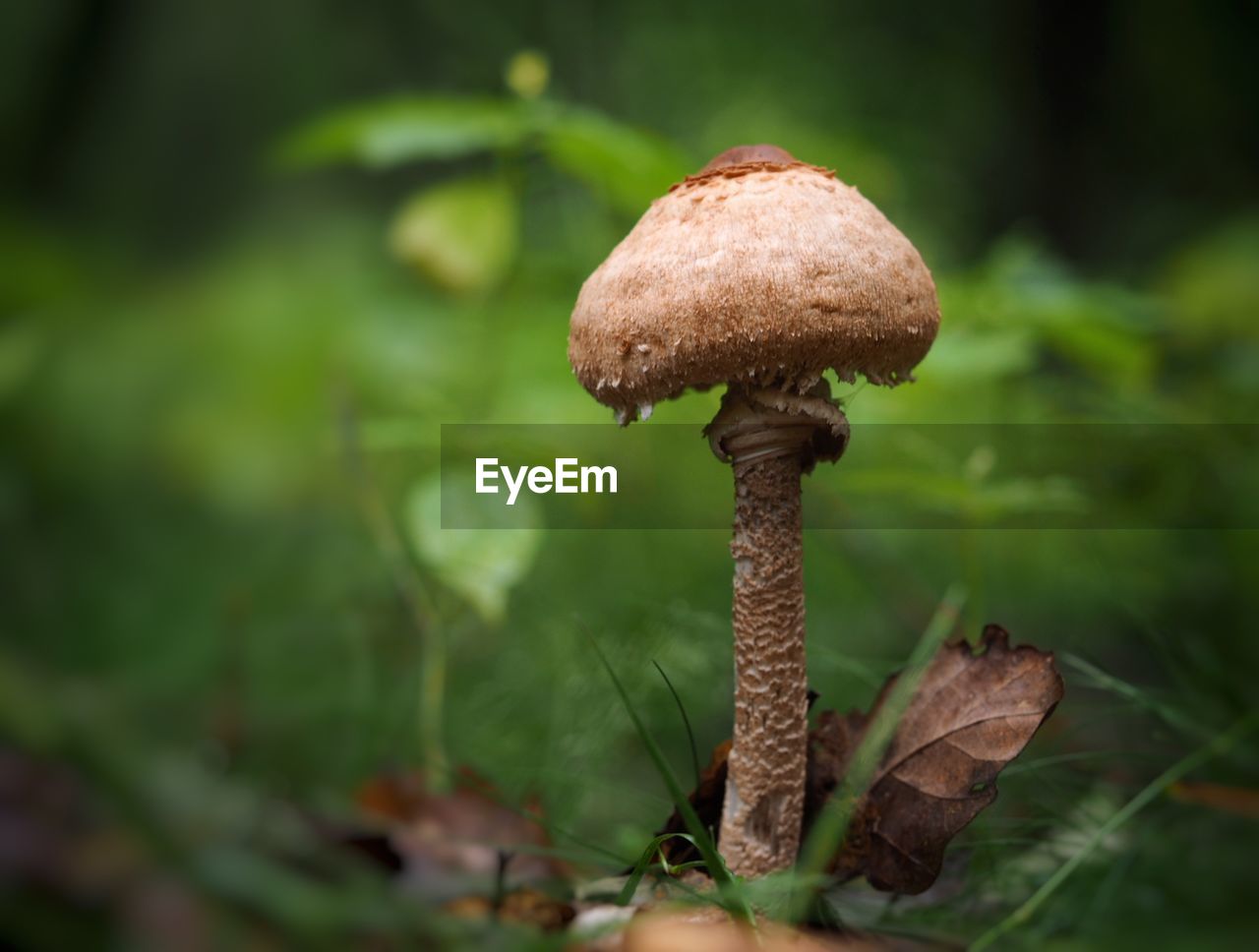 Close-up of mushroom growing outdoors