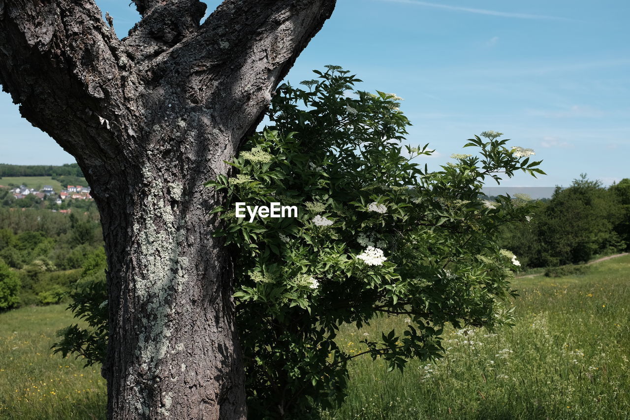 TREE ON LANDSCAPE