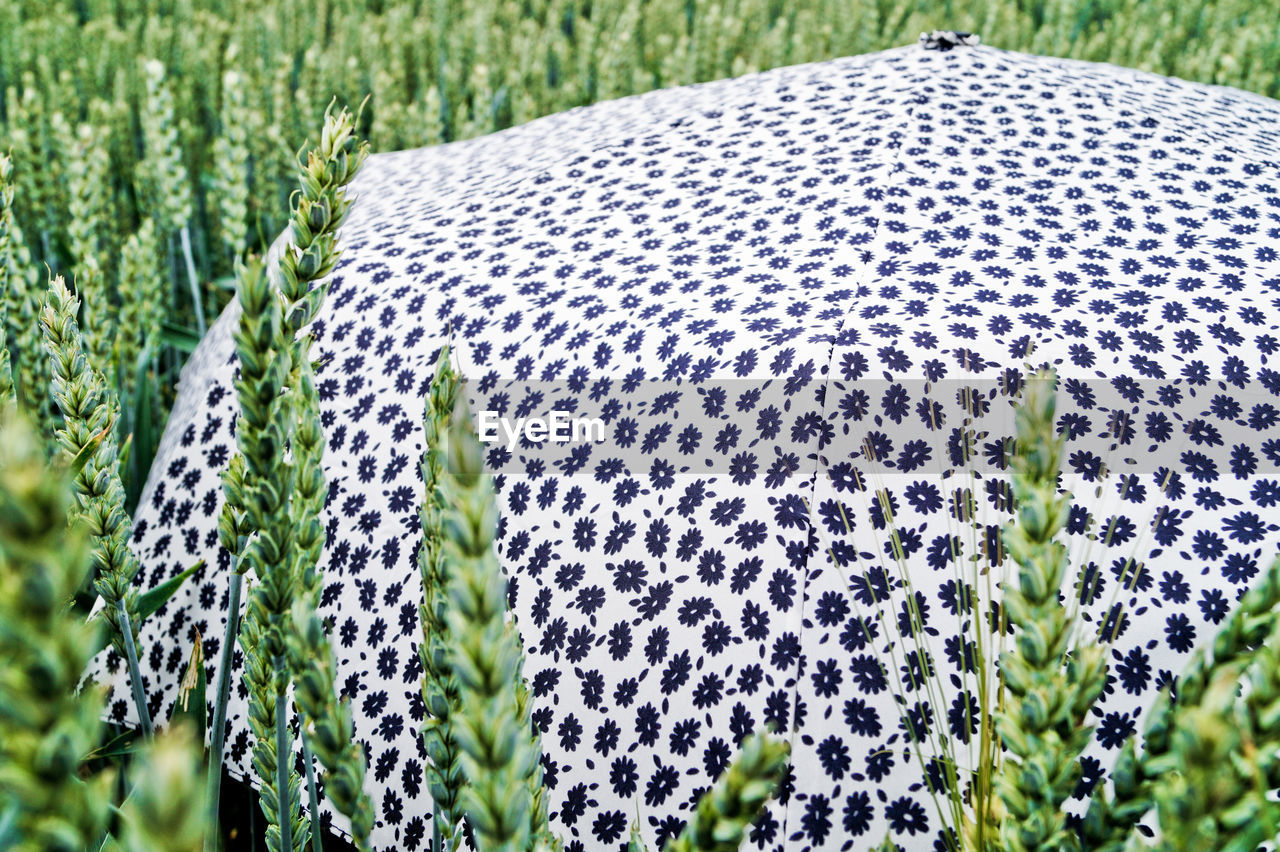 Umbrella on wheat field