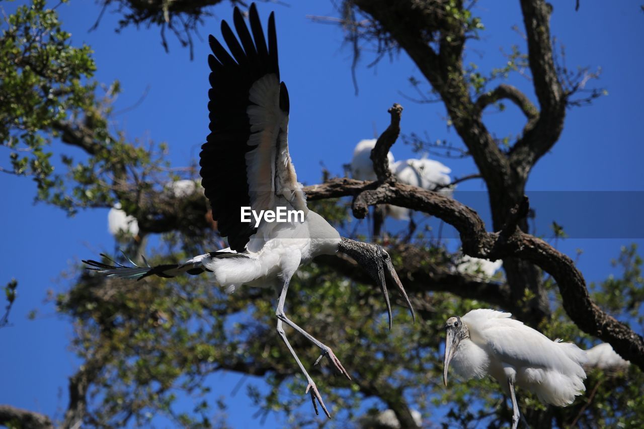 Low angle view of gray heron perching on tree against sky