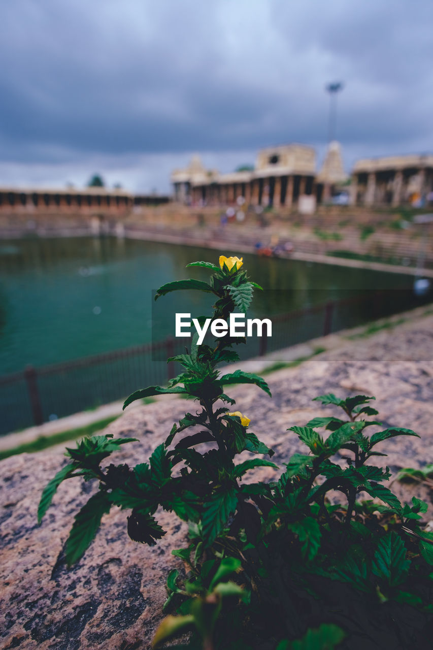 Close-up of plant growing in city