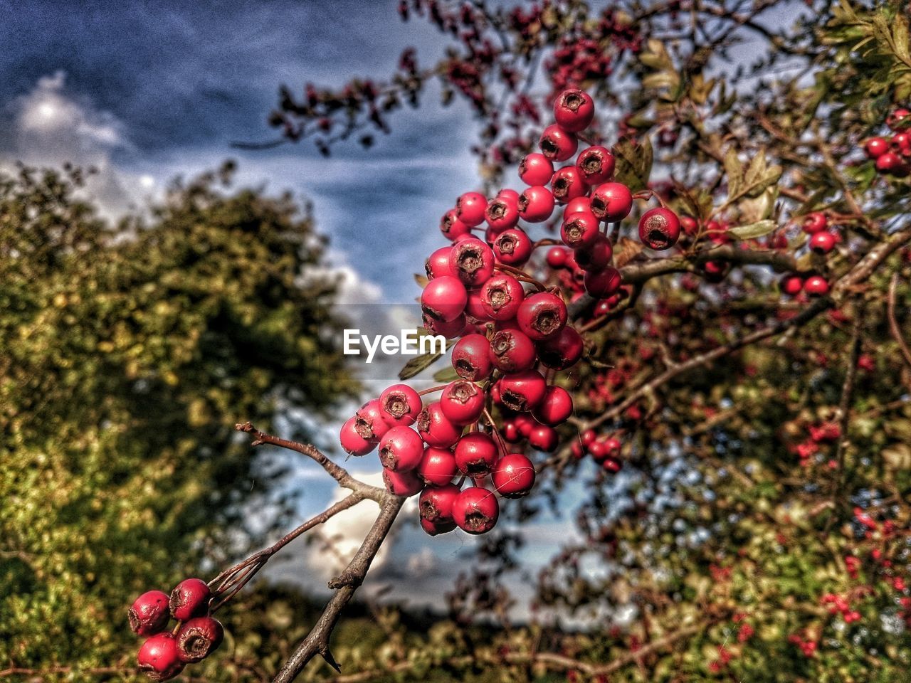 LOW ANGLE VIEW OF CHERRIES GROWING ON TREE