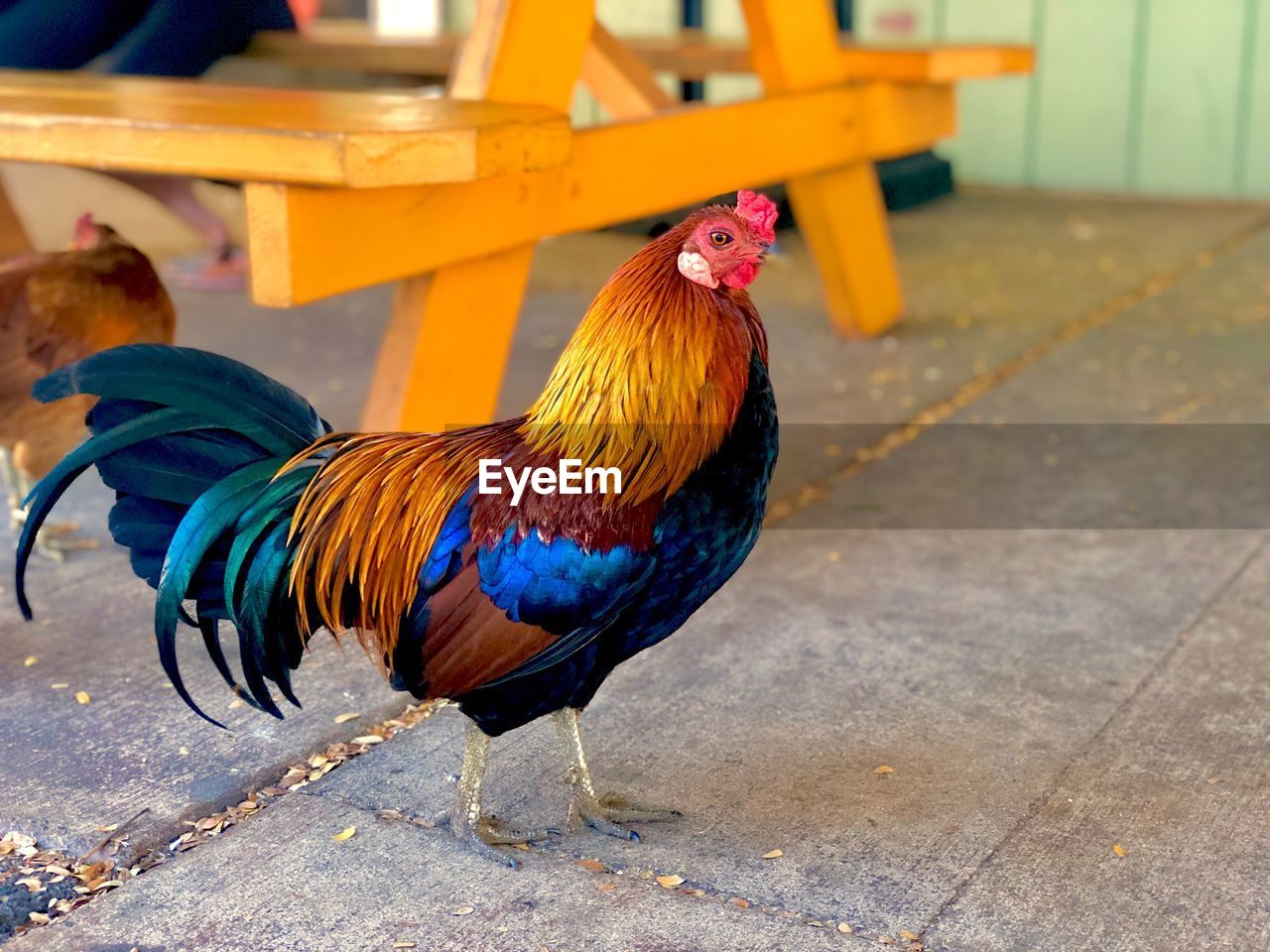 CLOSE-UP OF ROOSTER ON GROUND