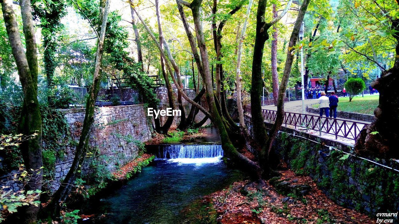 TREES GROWING BY RIVER IN FOREST