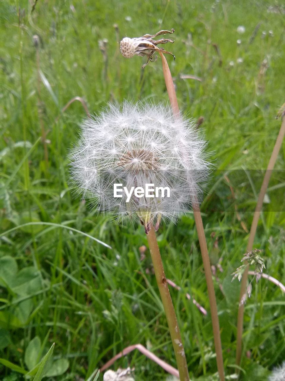 CLOSE UP OF DANDELION