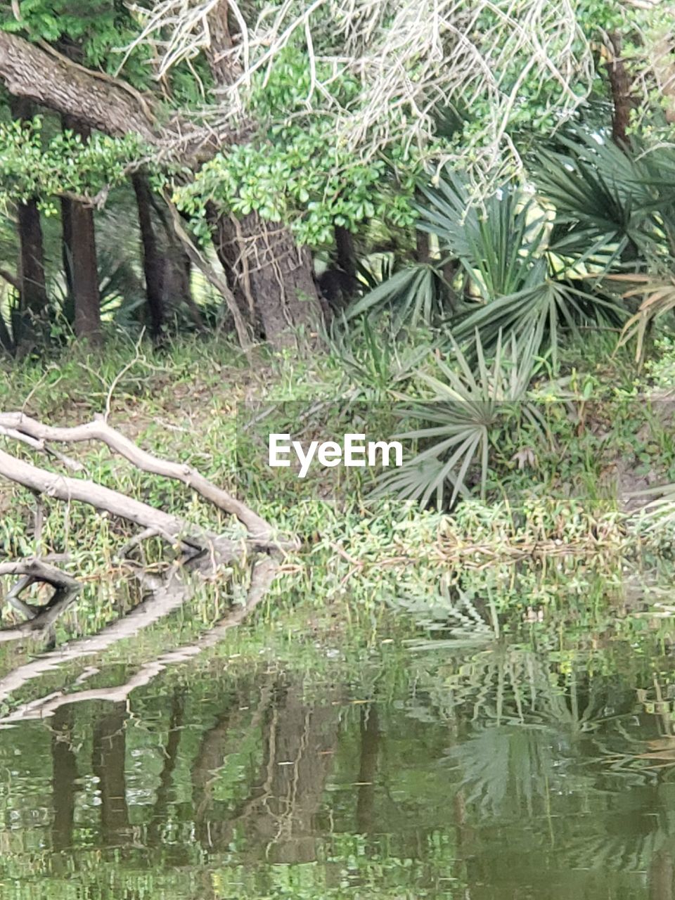 SCENIC VIEW OF LAKE WITH TREES IN FOREST