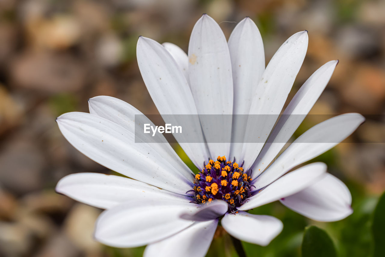 flower, flowering plant, plant, freshness, beauty in nature, close-up, nature, daisy, macro photography, flower head, blossom, petal, white, pollen, fragility, growth, inflorescence, wildflower, focus on foreground, no people, outdoors, botany, day, springtime, yellow