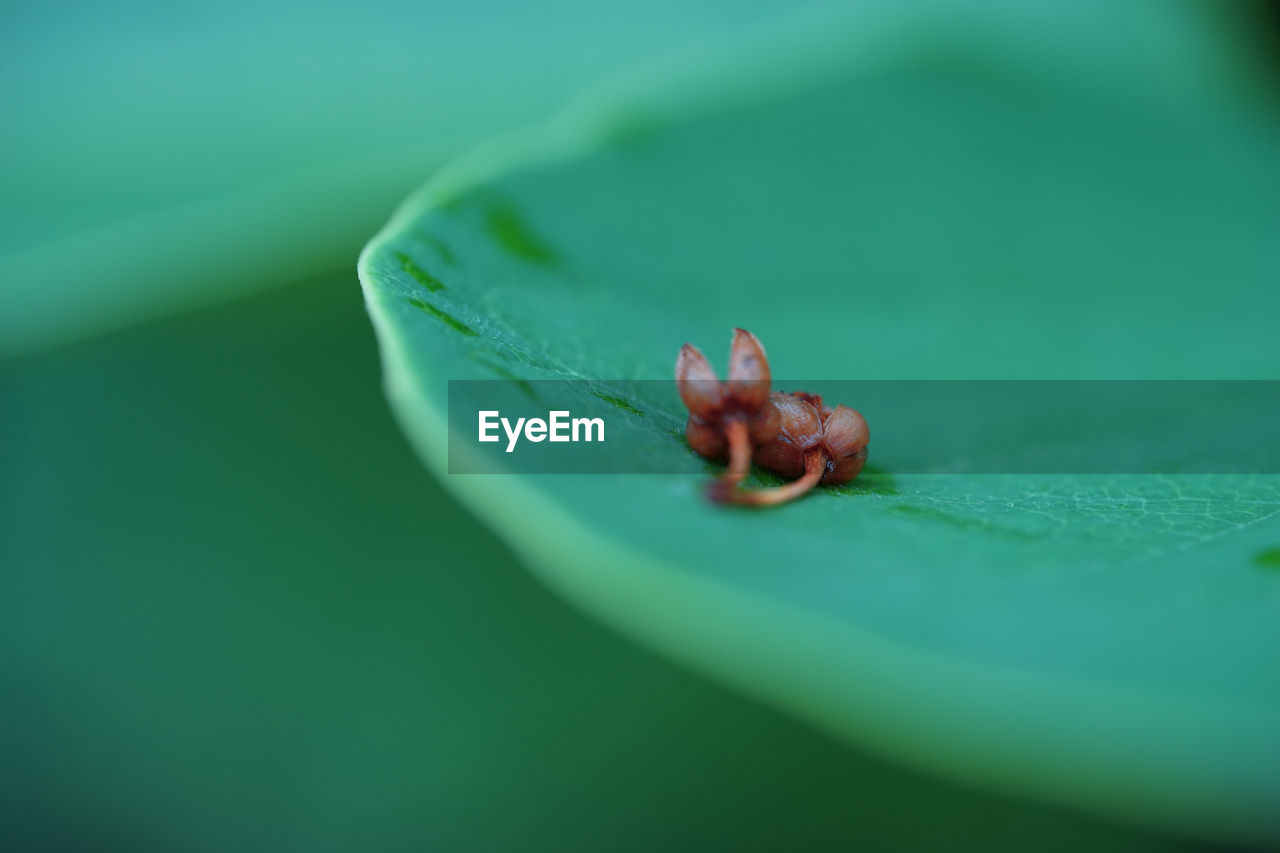 Close-up of leaf