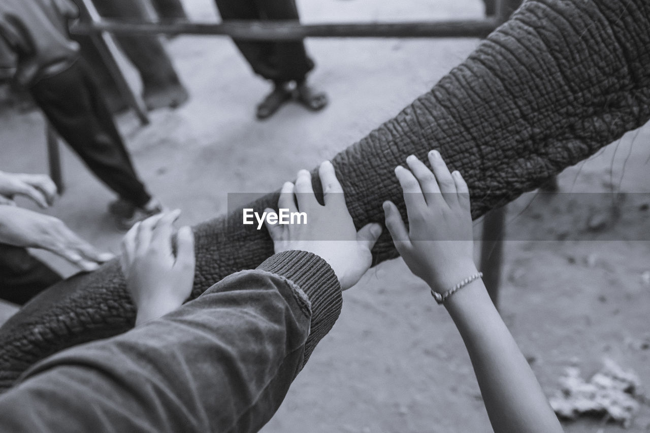 Cropped hands touching elephant trunk