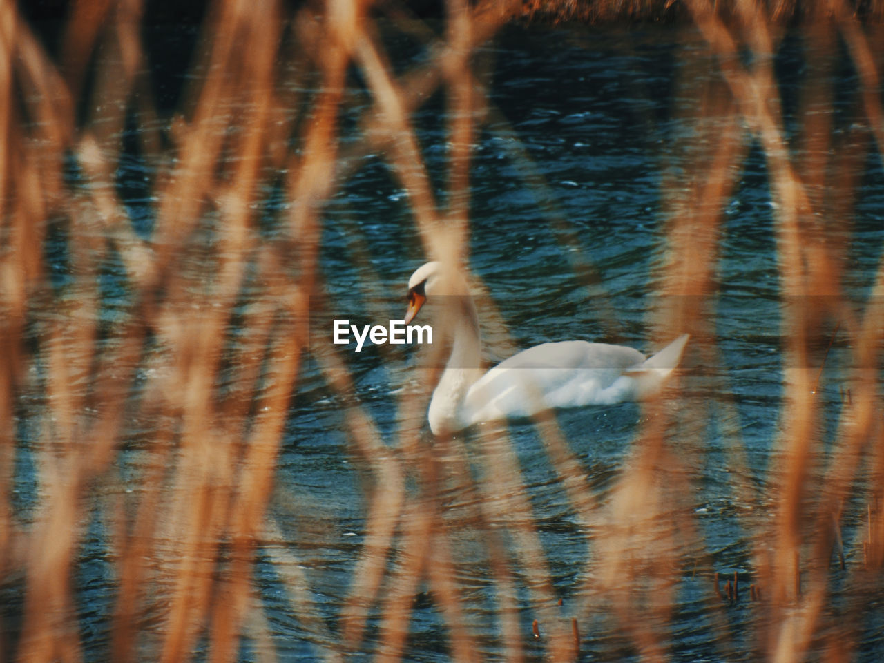 SWANS SWIMMING ON LAKE