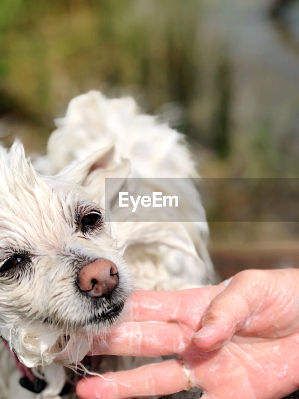 CLOSE-UP OF A DOG WITH HAND HOLDING MOUTH