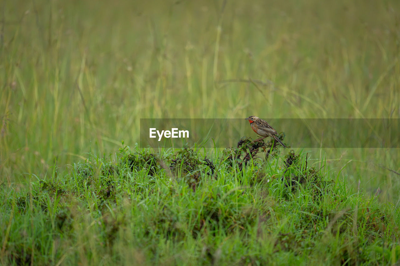 animal themes, animal, grass, green, animal wildlife, wildlife, plant, one animal, nature, bird, no people, prairie, grassland, selective focus, meadow, lawn, natural environment, day, land, field, outdoors, wetland, growth, beauty in nature