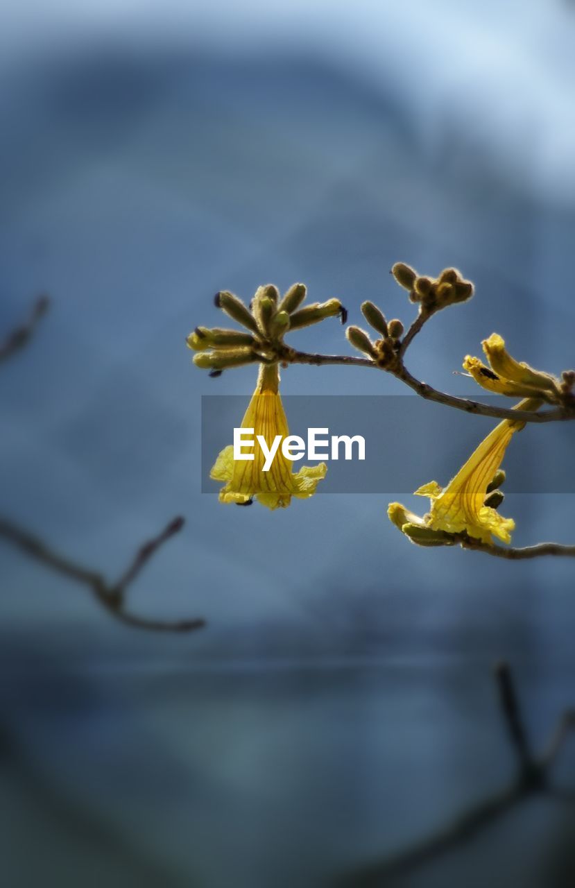 Close-up of yellow flowers