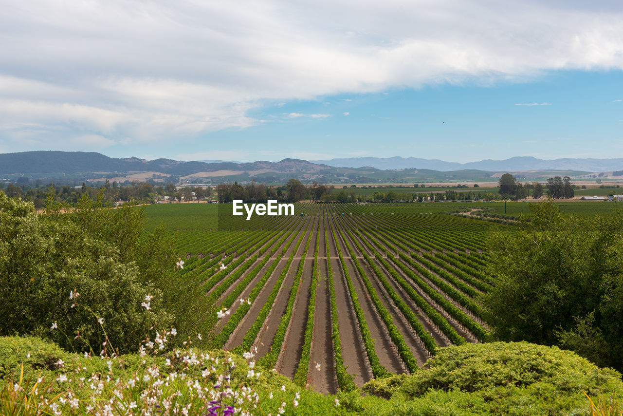 Scenic view of vineyard against sky