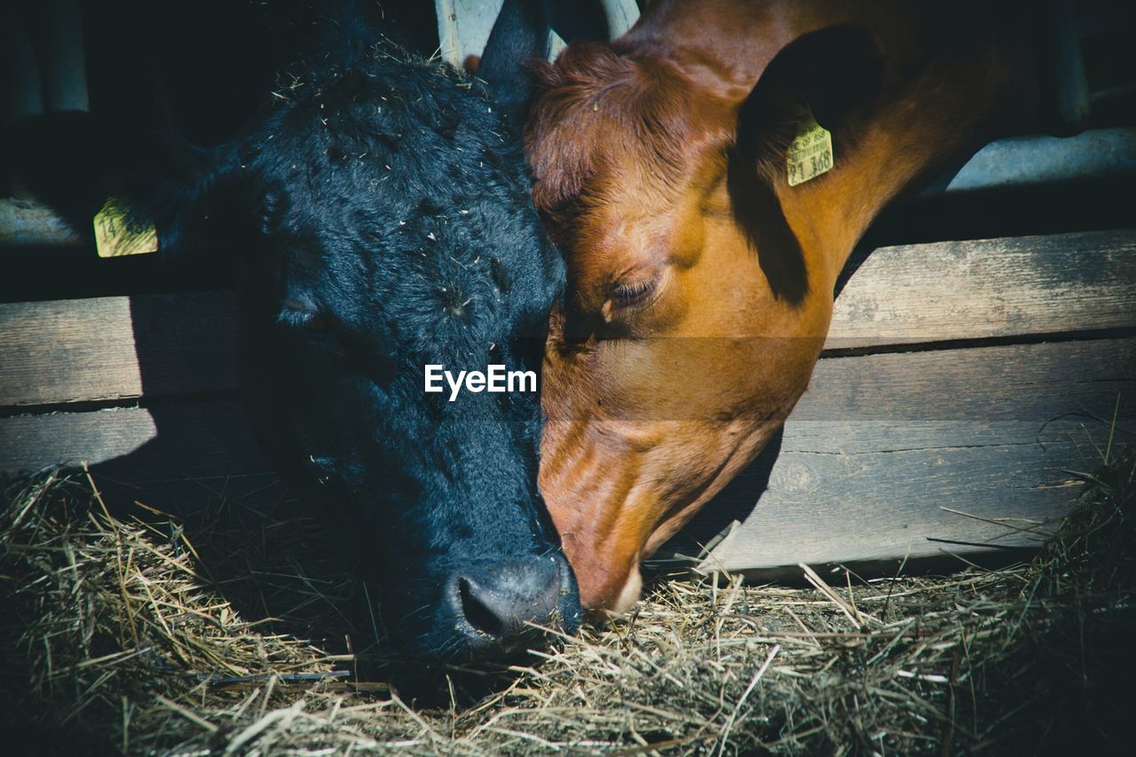 Extreme close up of grazing cow