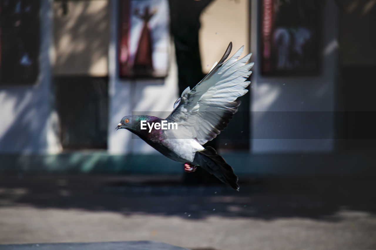 Pigeon in flight