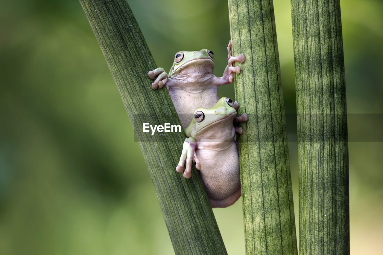 Close-up of frogs amidst plant