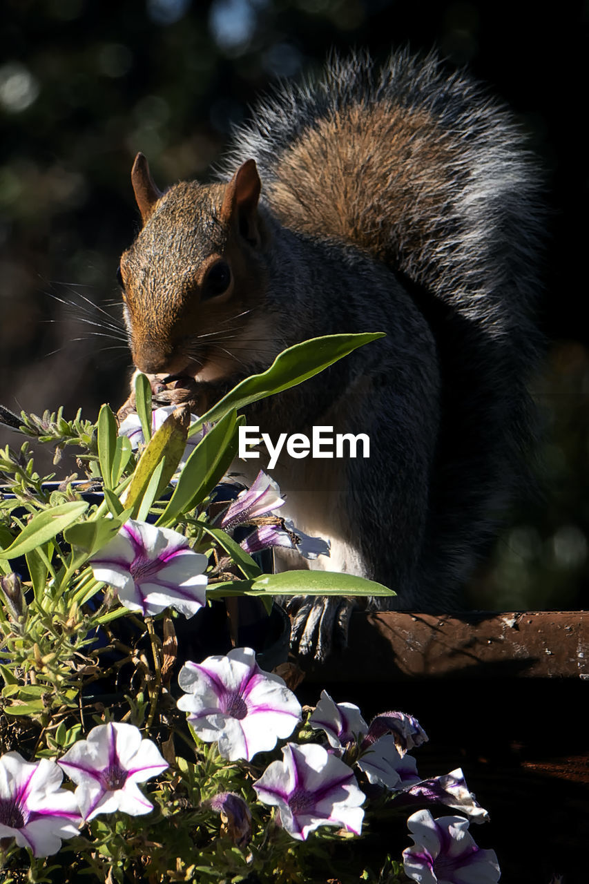 animal, animal themes, nature, flower, animal wildlife, mammal, flowering plant, squirrel, one animal, plant, wildlife, no people, rodent, beauty in nature, close-up, eating, whiskers, outdoors, cute, animal body part