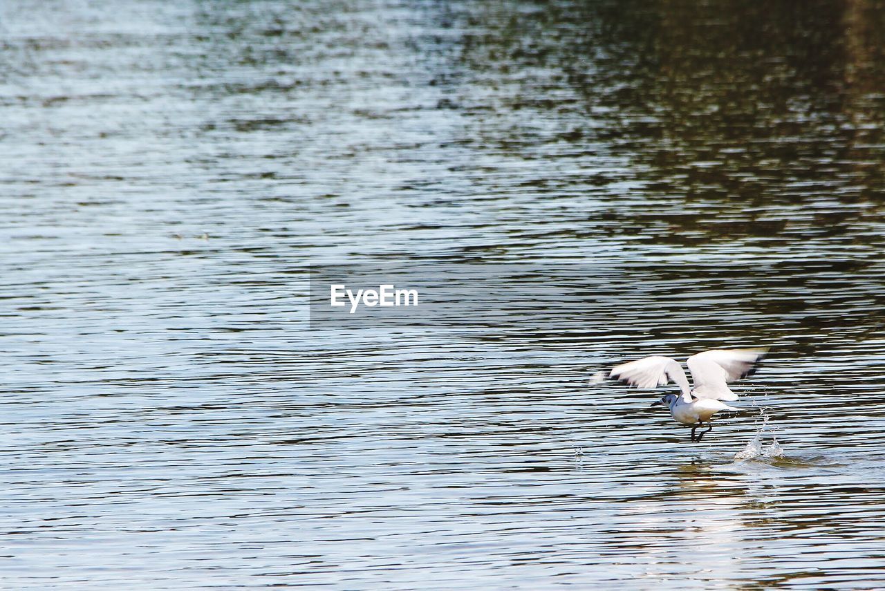 SEAGULL FLYING OVER LAKE