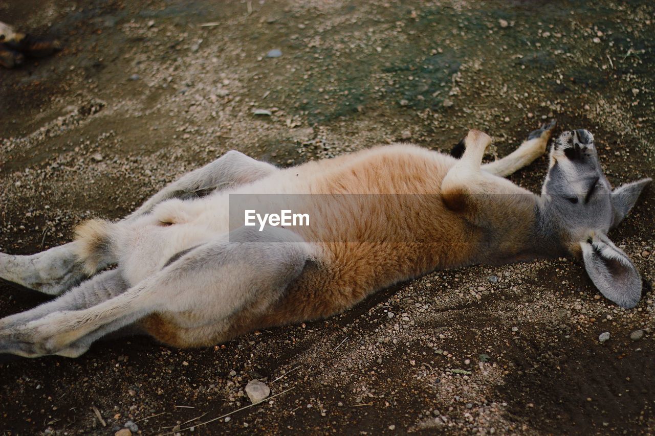 HIGH ANGLE VIEW OF SHEEP SLEEPING IN THE GROUND