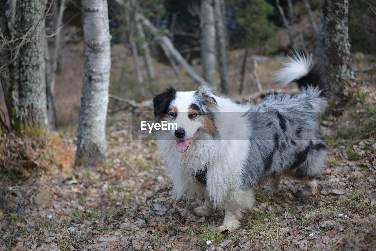 pet, one animal, mammal, animal themes, animal, canine, dog, domestic animals, tree, border collie, plant, land, nature, forest, portrait, animal hair, tree trunk, no people, running, purebred dog, outdoors, trunk, looking at camera