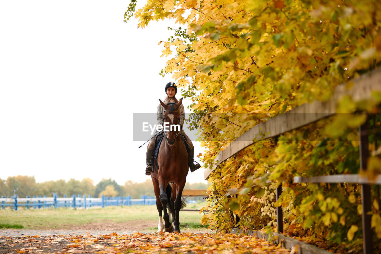 horse, autumn, nature, one person, domestic animals, mammal, adult, full length, animal, animal themes, tree, leaf, equestrian sport, animal wildlife, one animal, young adult, pet, activity, plant part, plant, riding, day, lifestyles, women, horseback riding, leisure activity, livestock, outdoors, clothing, land, sky, motion, rural scene, stallion, animal sports, beauty in nature, landscape, casual clothing