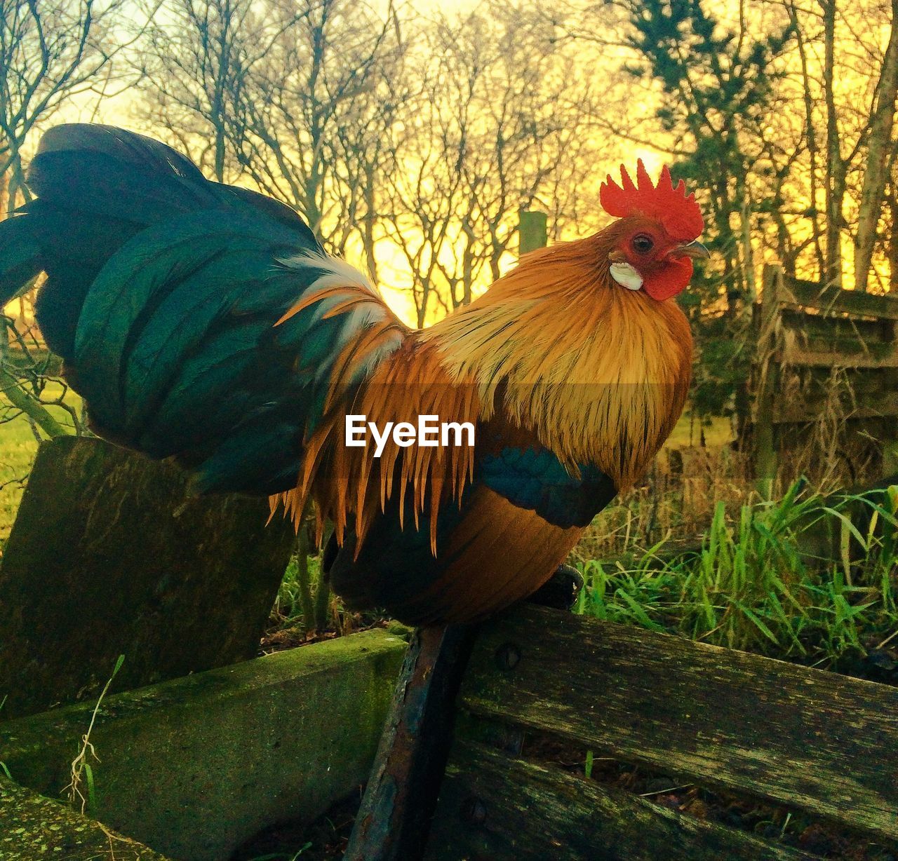 Close-up of rooster on old bench at sunset