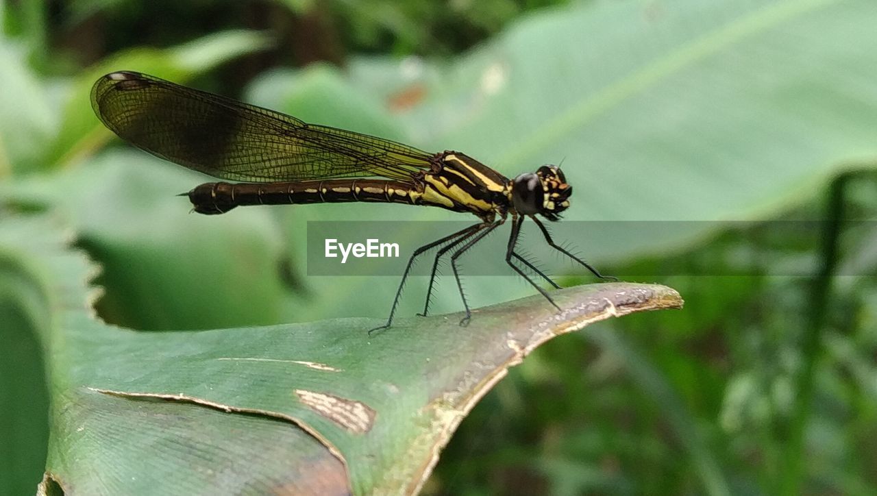 Close-up of dragonfly on leaf