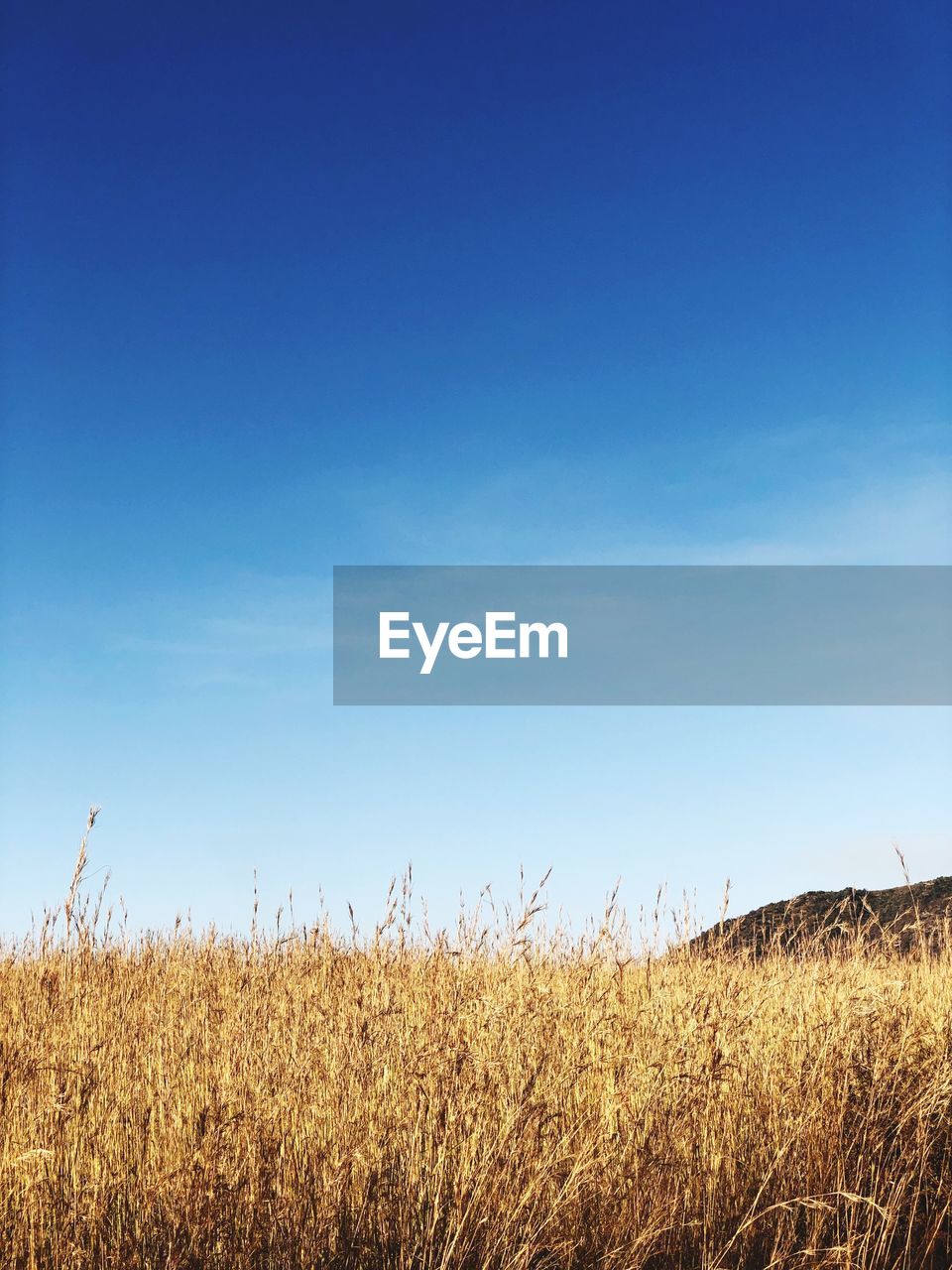 VIEW OF FIELD AGAINST CLEAR SKY