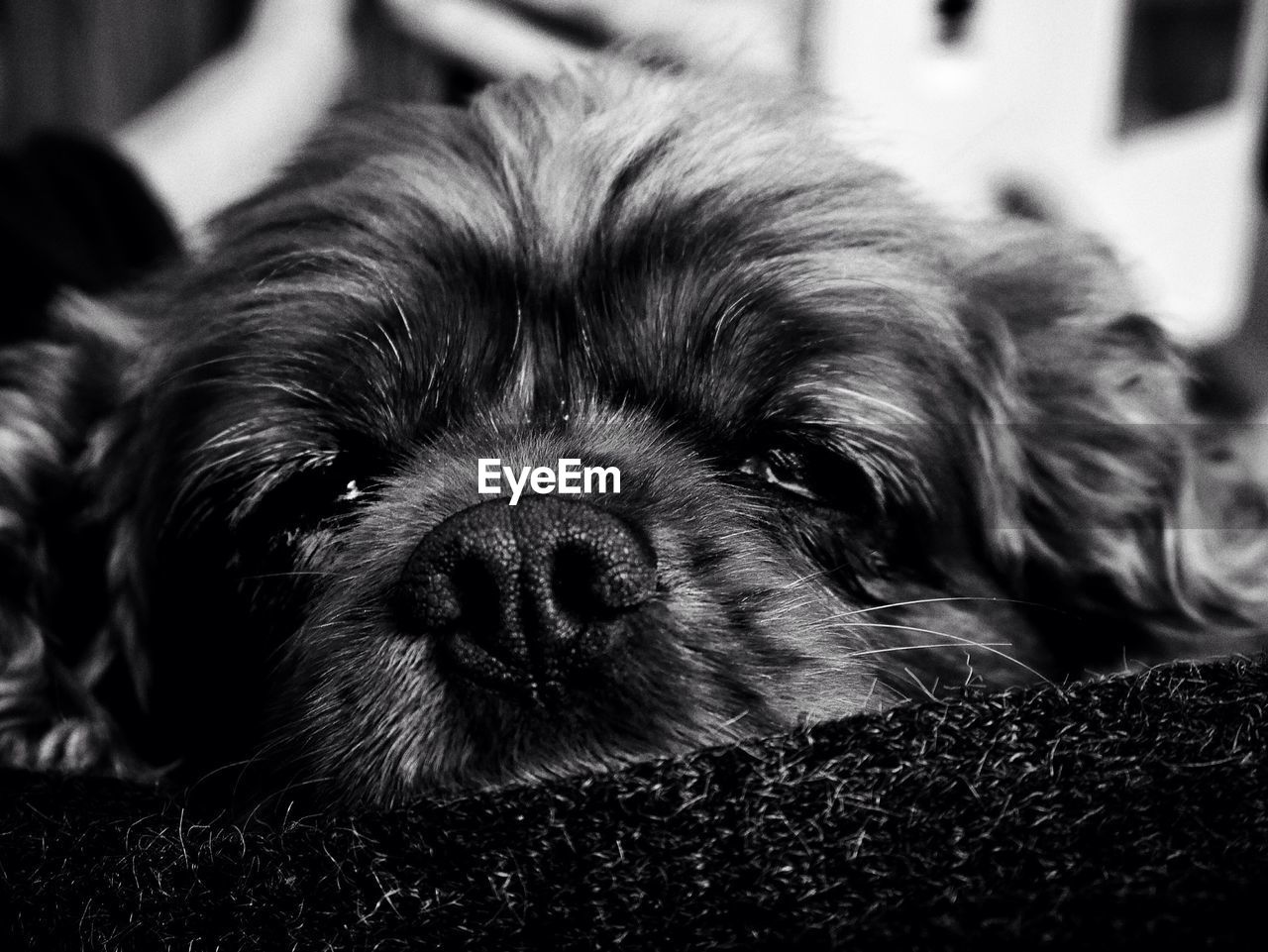 Portrait of dog relaxing at home