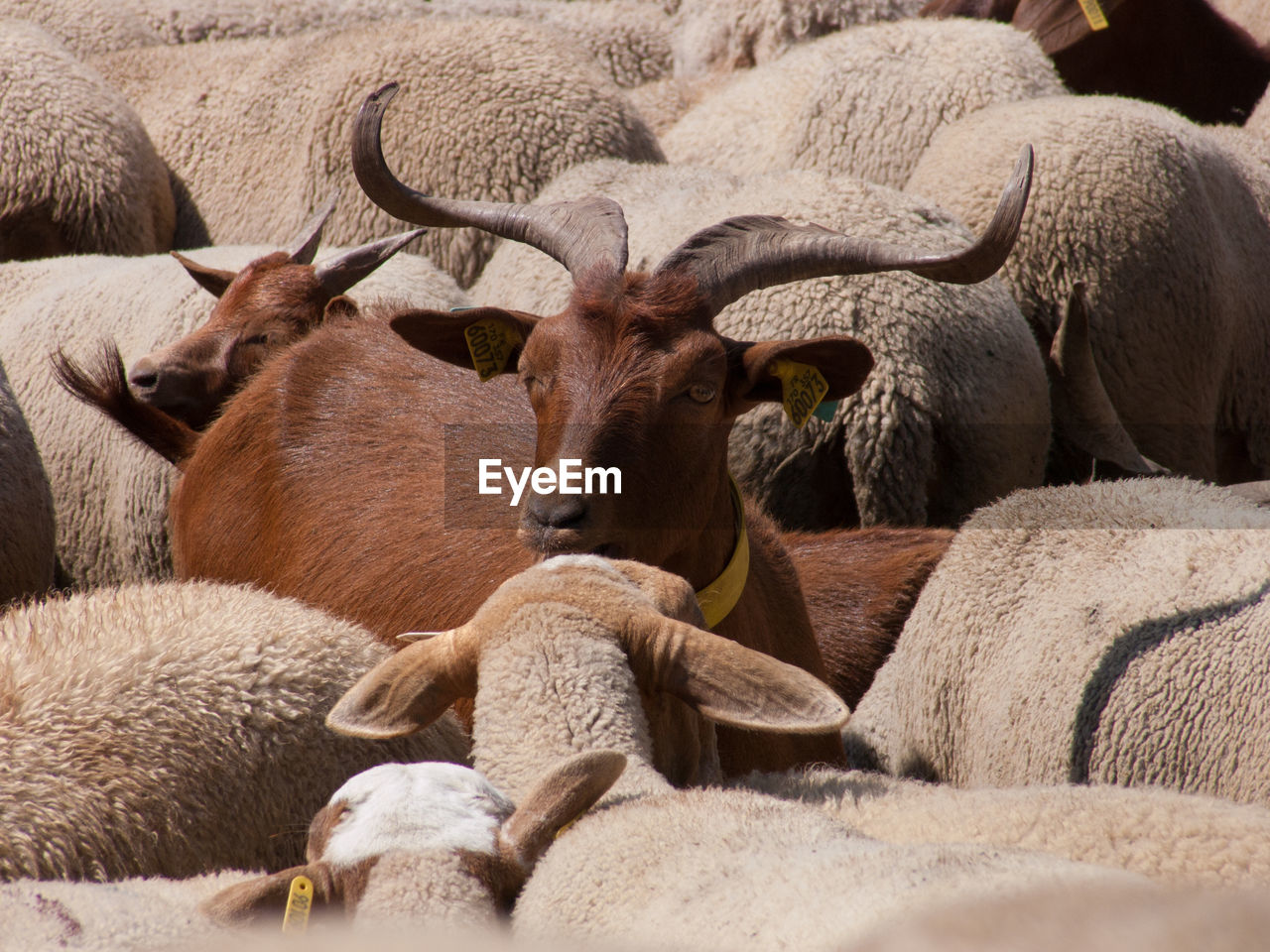 Full frame shot of goats and sheep at farm