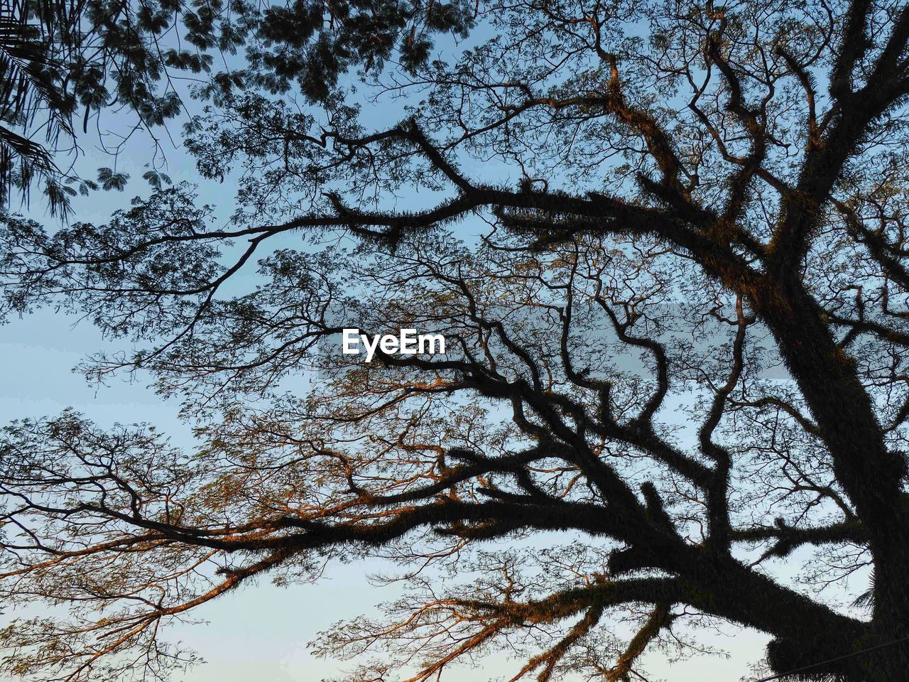 LOW ANGLE VIEW OF BARE TREE AGAINST SKY