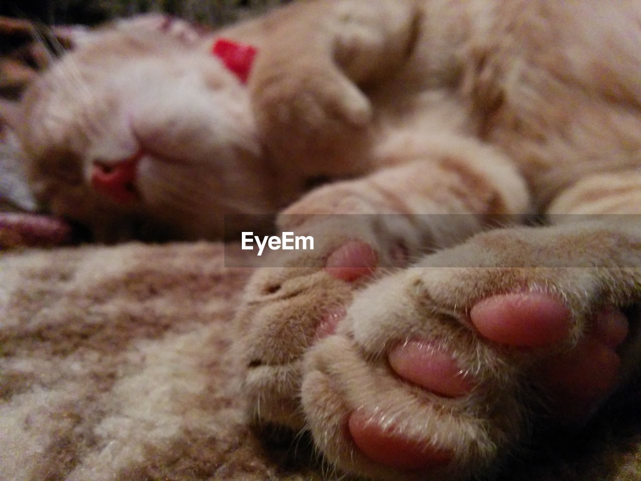 CLOSE-UP OF CAT SLEEPING ON RUG