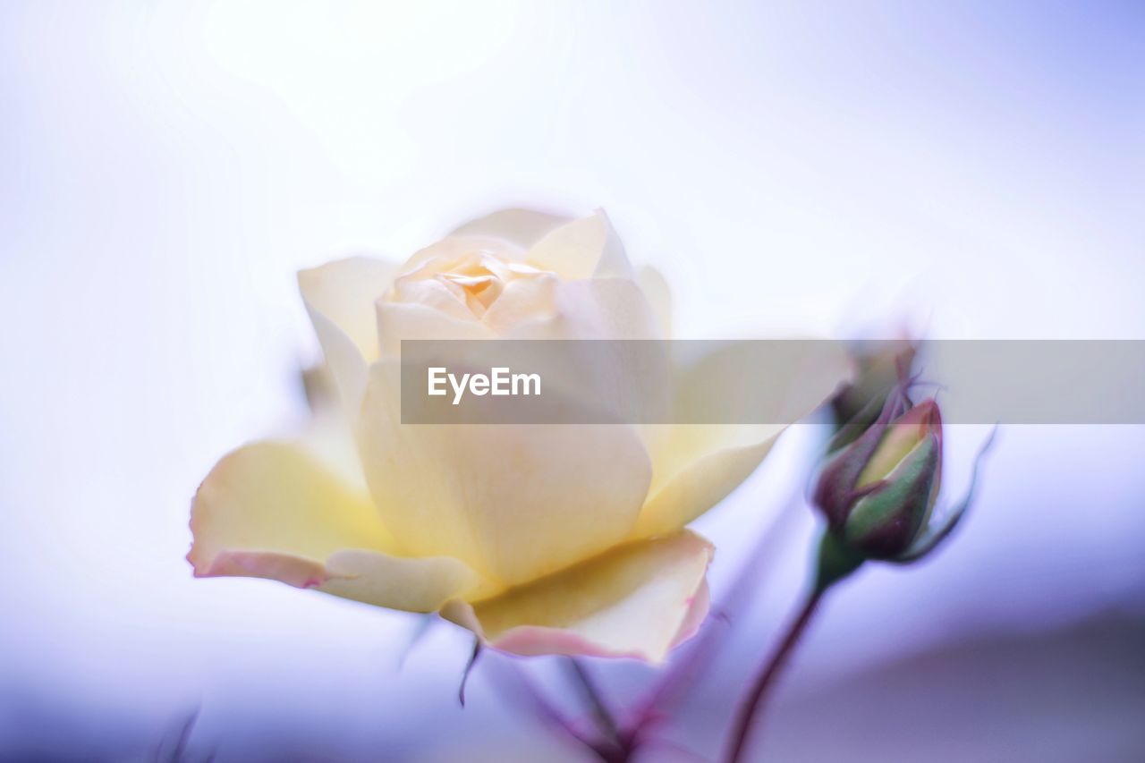 CLOSE-UP OF ROSE IN WHITE FLOWER