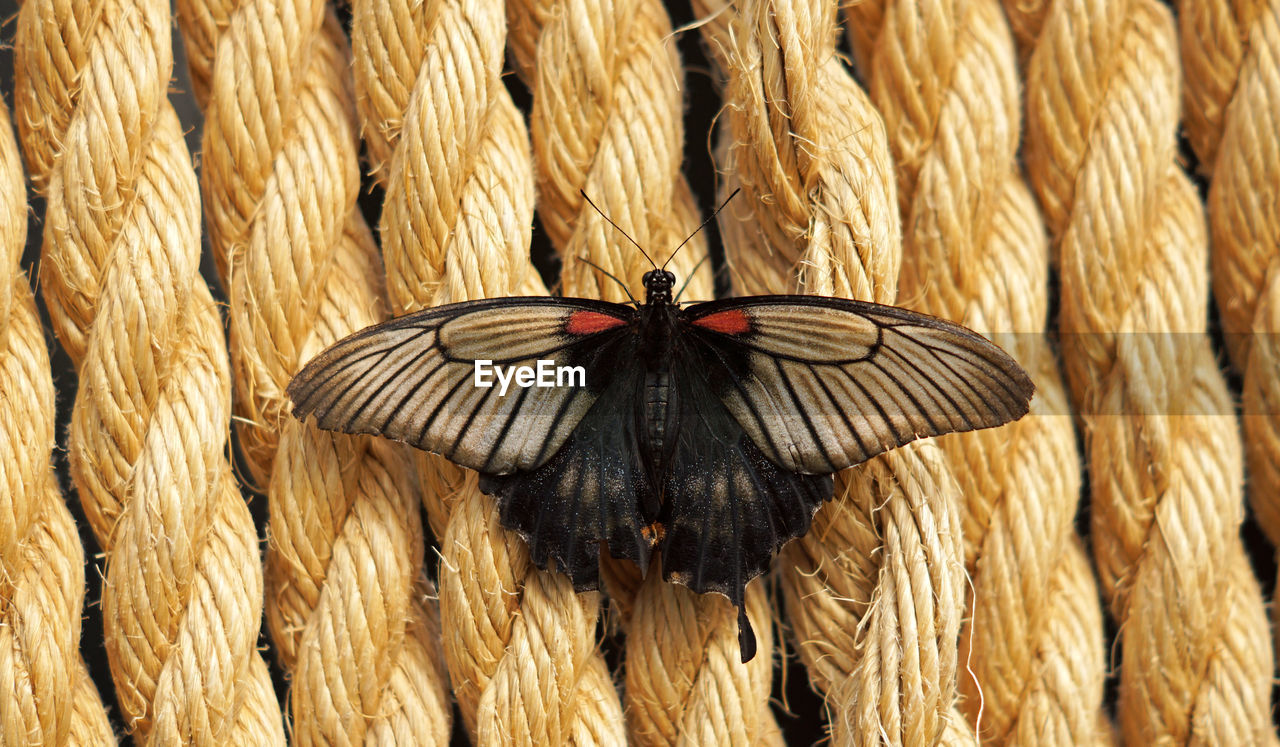 Close-up of butterfly