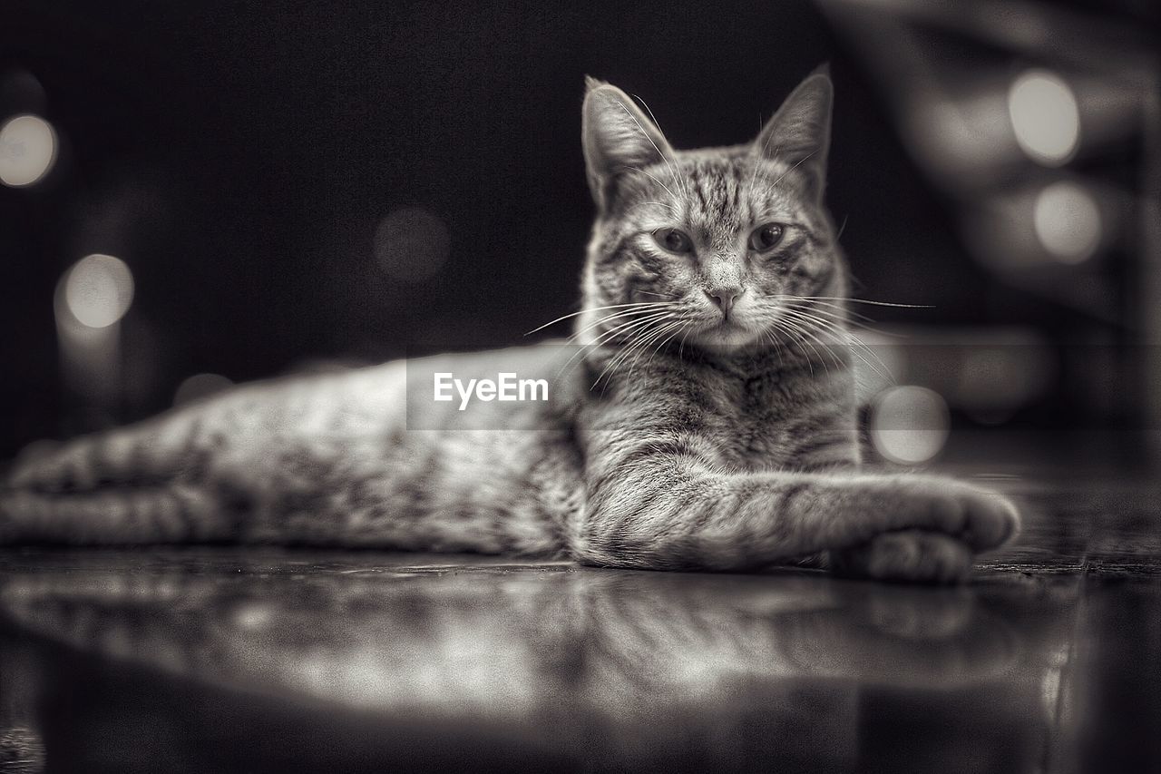 Portrait of cat lying down floor