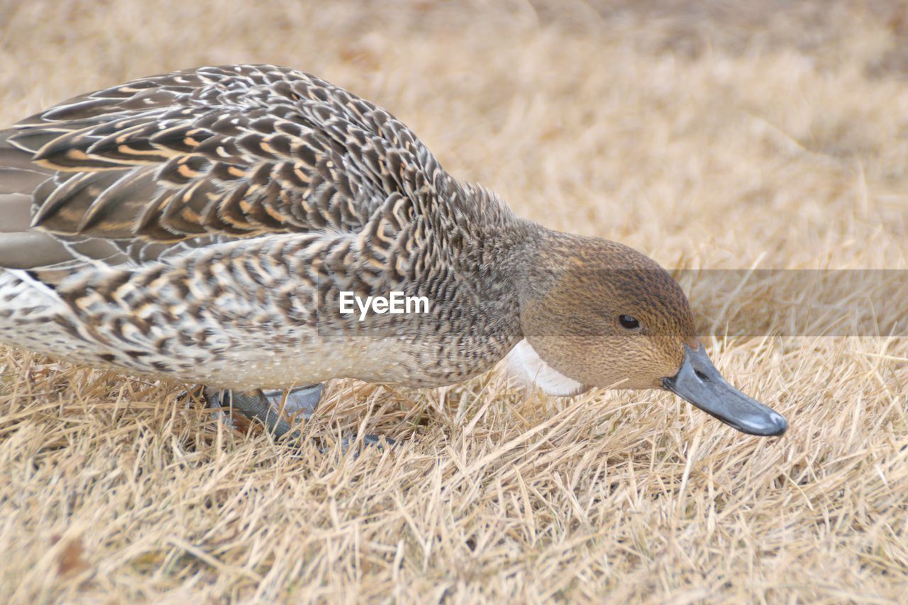 CLOSE-UP OF A DUCK